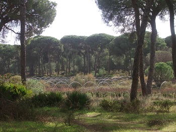 Diagnóstico Socioecoambiental en el ámbito del Espacio Natural de Doñana