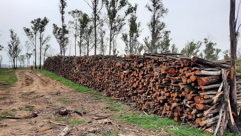 Dirección adjunta de la obra de emergencia para la mitigación del riesgo hidrológico forestal de los terrenos públicos afectados por el incendio forestal de Olivargas.