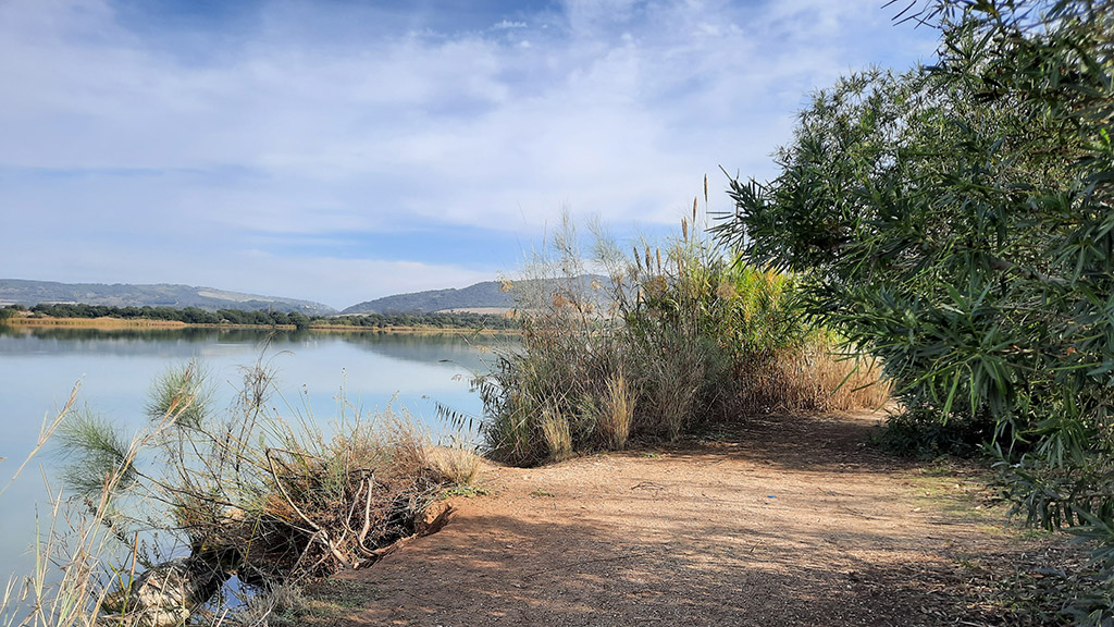 Restauración forestal multiobjetivo del perímetro del embalse de Arcos.