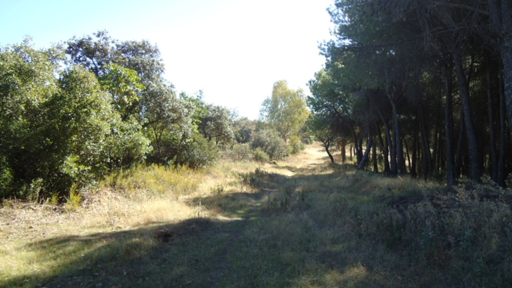 Tratamientos selvícolas preventivos en el monte Cabeza Aguda T.M. Villaviciosa de Córdoba